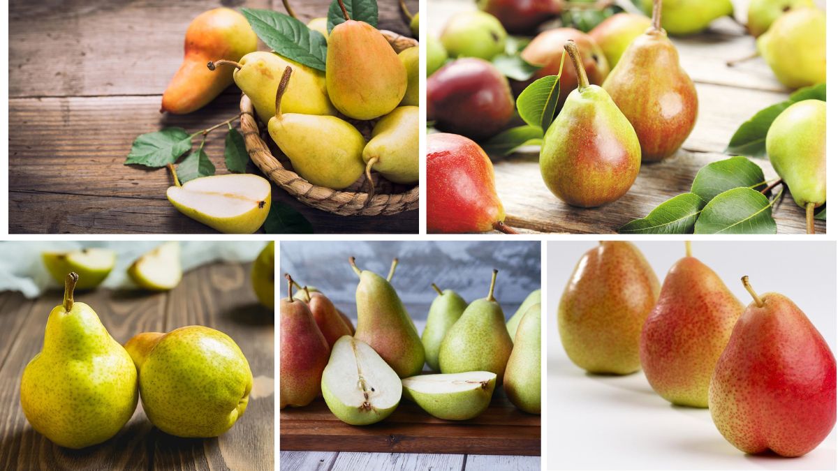 چین، قهرمان بی‌رقیب تولید گلابی در جهان