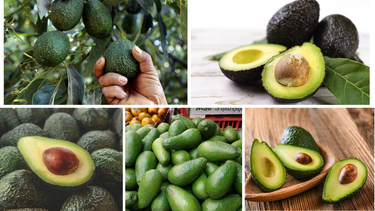 مکزیک؛ فرمانروای طلای سبز جهان 7