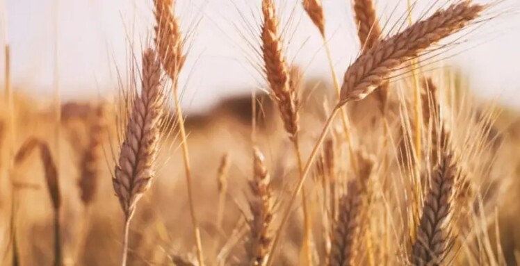 قیمت گندم، هنوز در برزخ تصمیم‌گیری